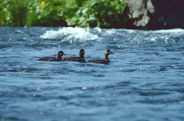 Myvatn 02_modifié-1