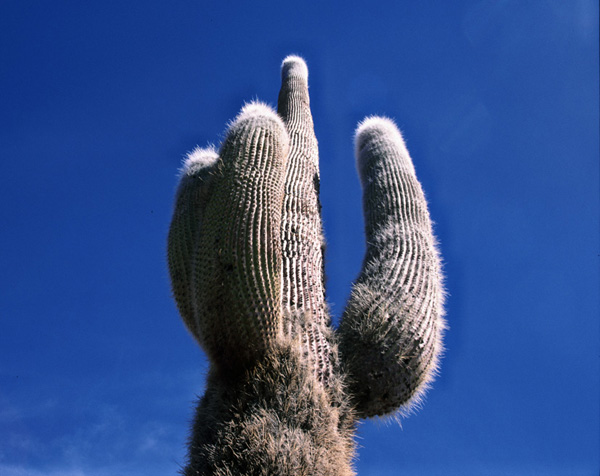 Saguaro 01_modifié-1