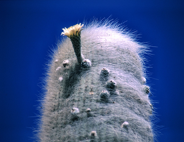 Saguaro 02