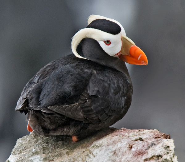 tufted-puffin