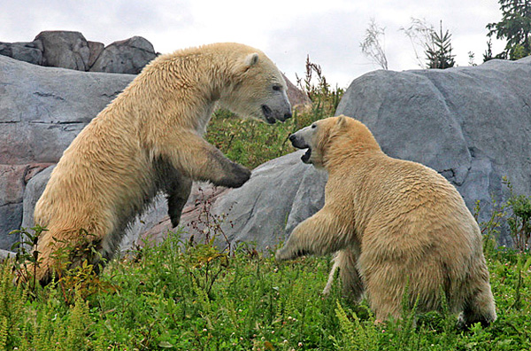 ours-polaires-combat_modifie-1