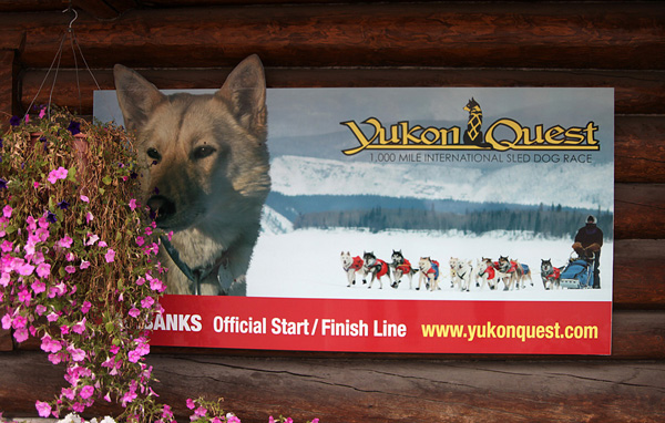 yukon-quest-02_modifie-1
